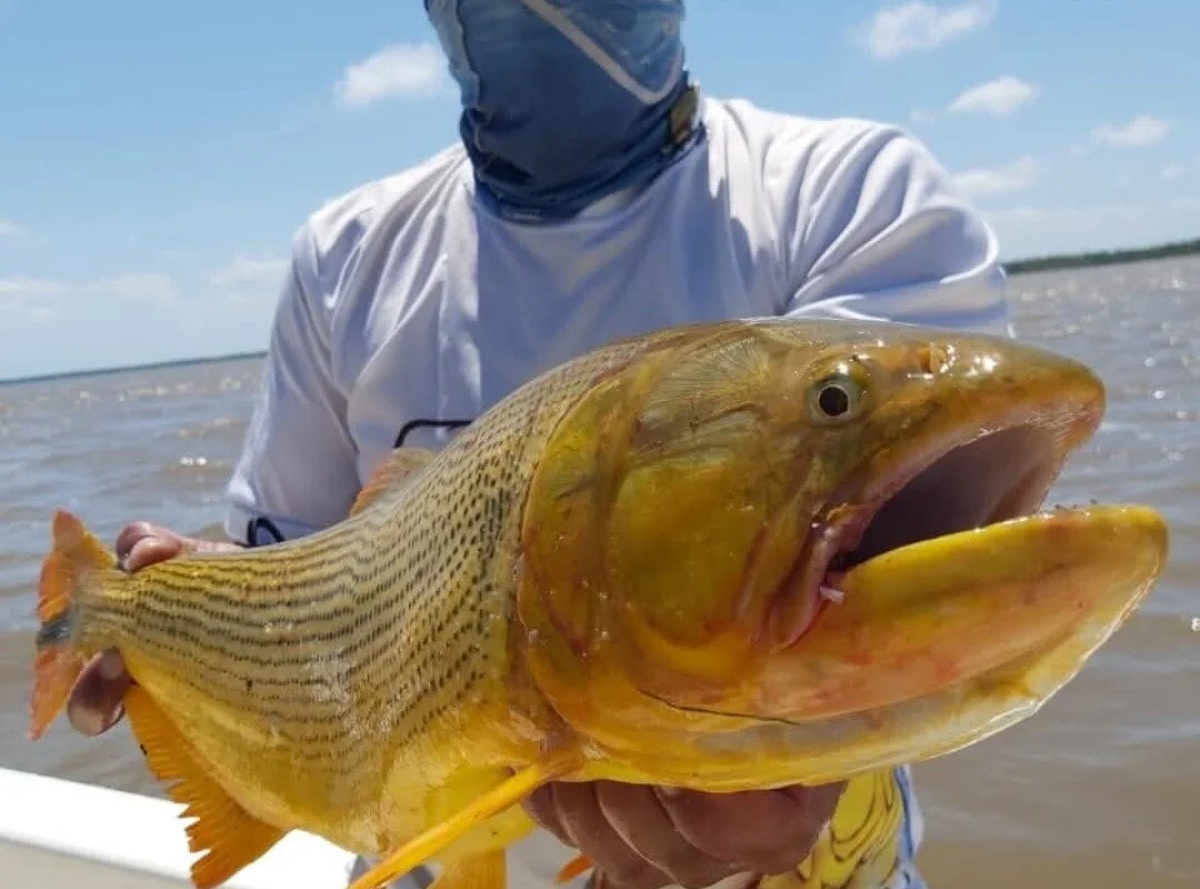 Ver perfil de Ricardo Pesca