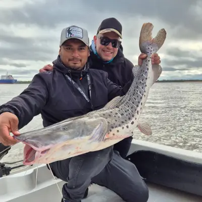Mauri Pesca