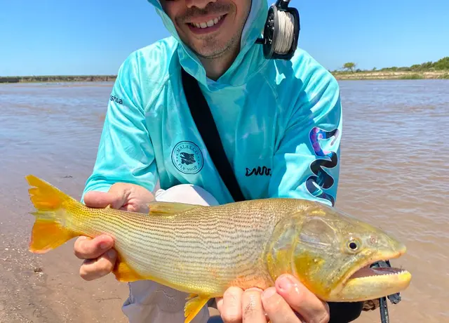 Dorado