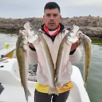 Pejerrey
