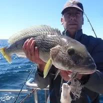 Corvina Rubia
