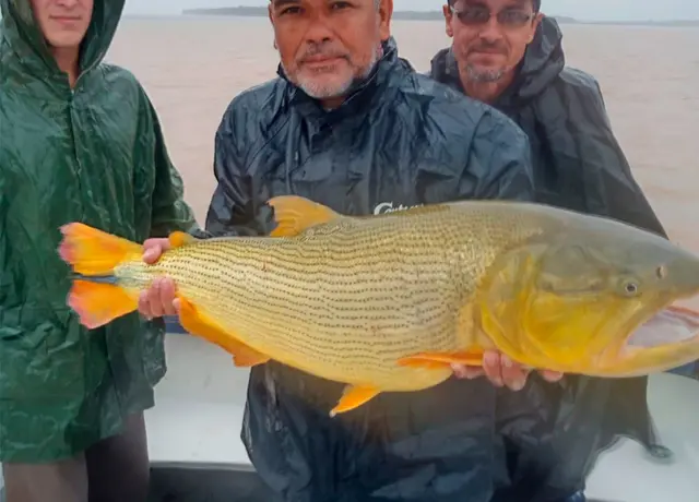 Dorado