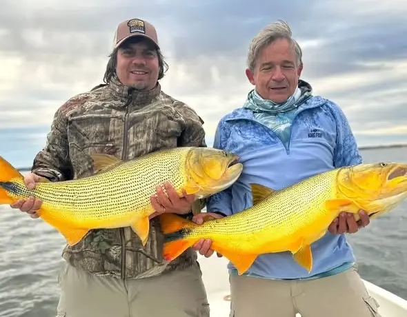 Dorado