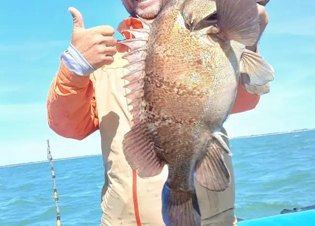Corvina Rubia