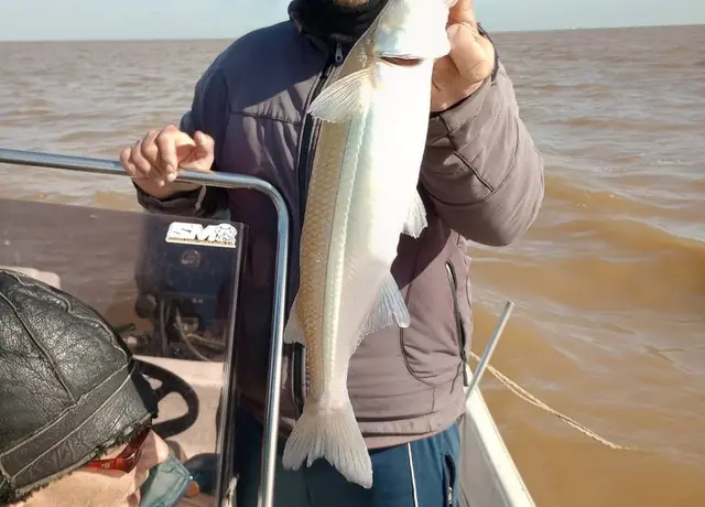 Pejerrey