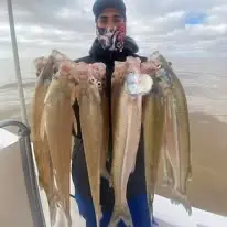 Pejerrey