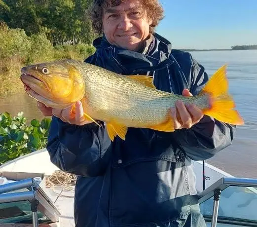 Dorado