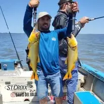 Dorado