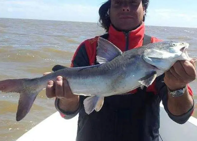Pejerrey