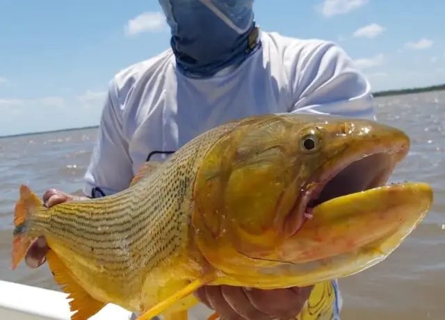 Dorado