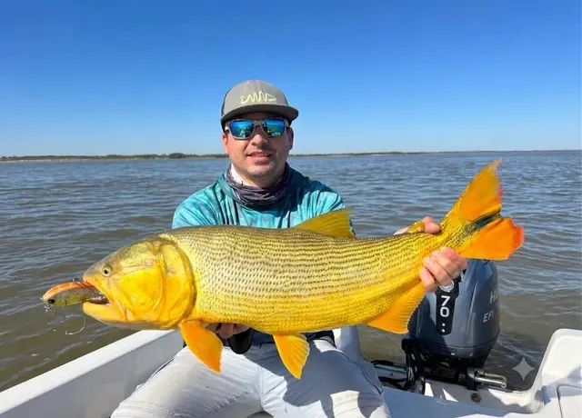 Dorado
