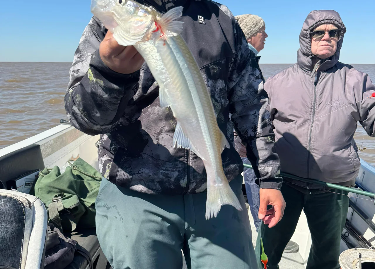 Dorado