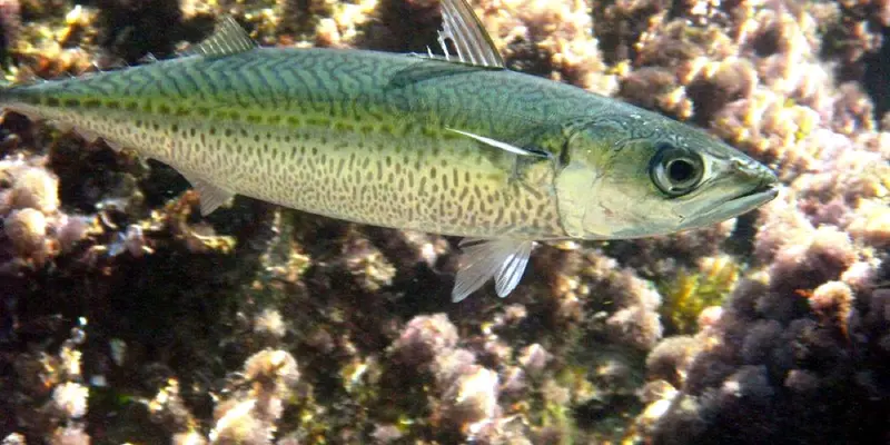 Caballa