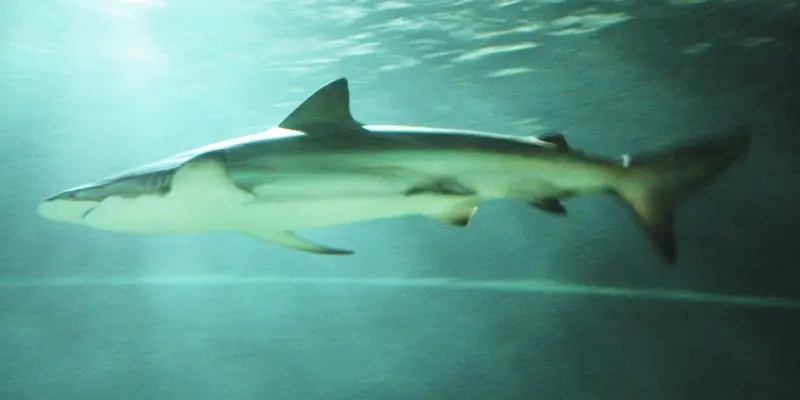 Tiburón Bacota