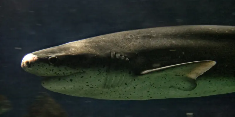 Tiburón Gatopardo