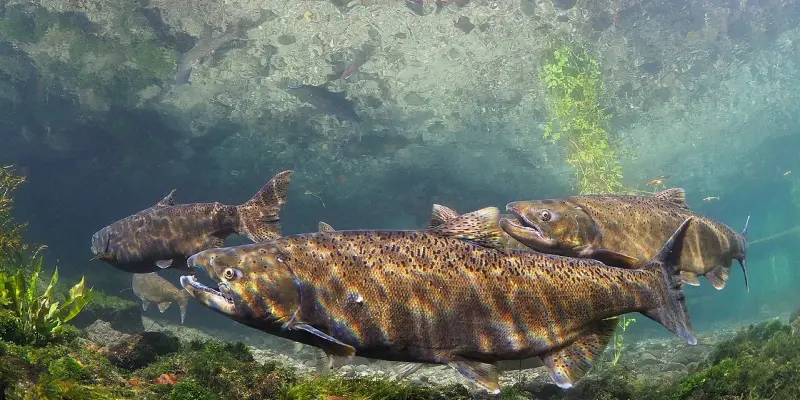 Salmón Chinook