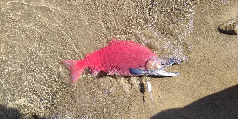 Salmón Encerrado