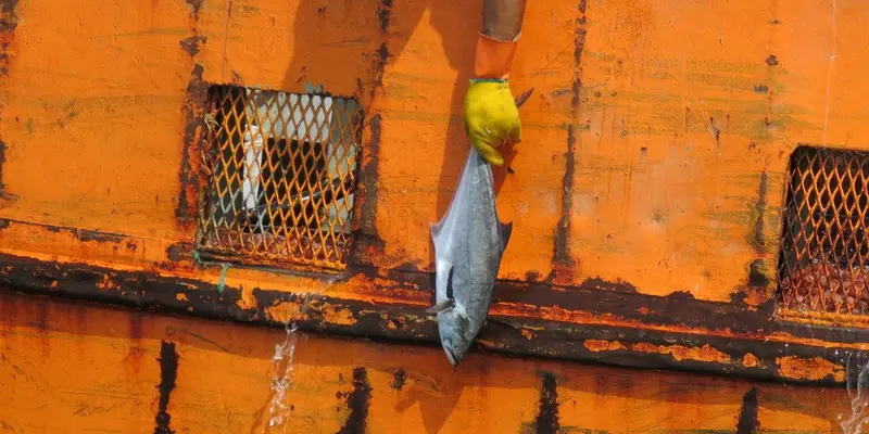 Palometa de Mar