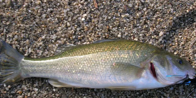 Perca