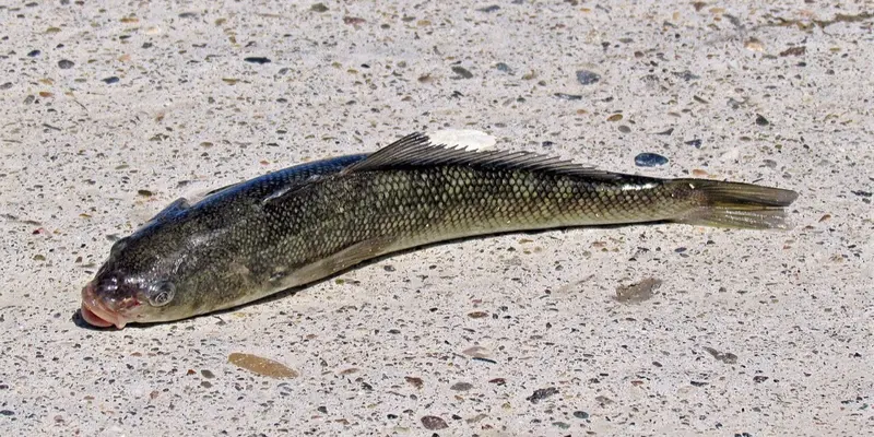 Róbalo