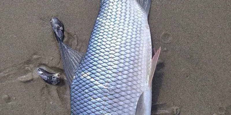 Sábalo