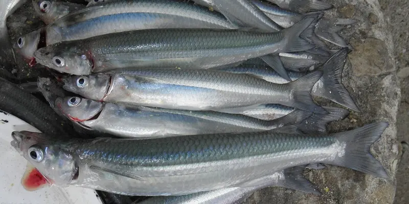Pejerrey de Mar