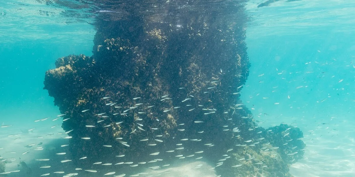 Anchoa