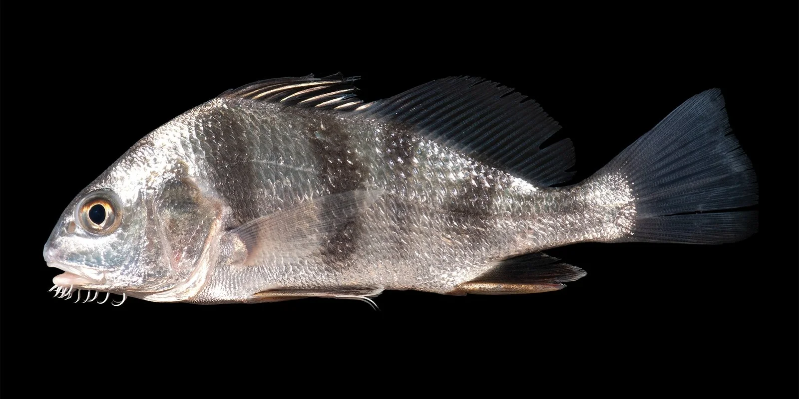Corvina Negra