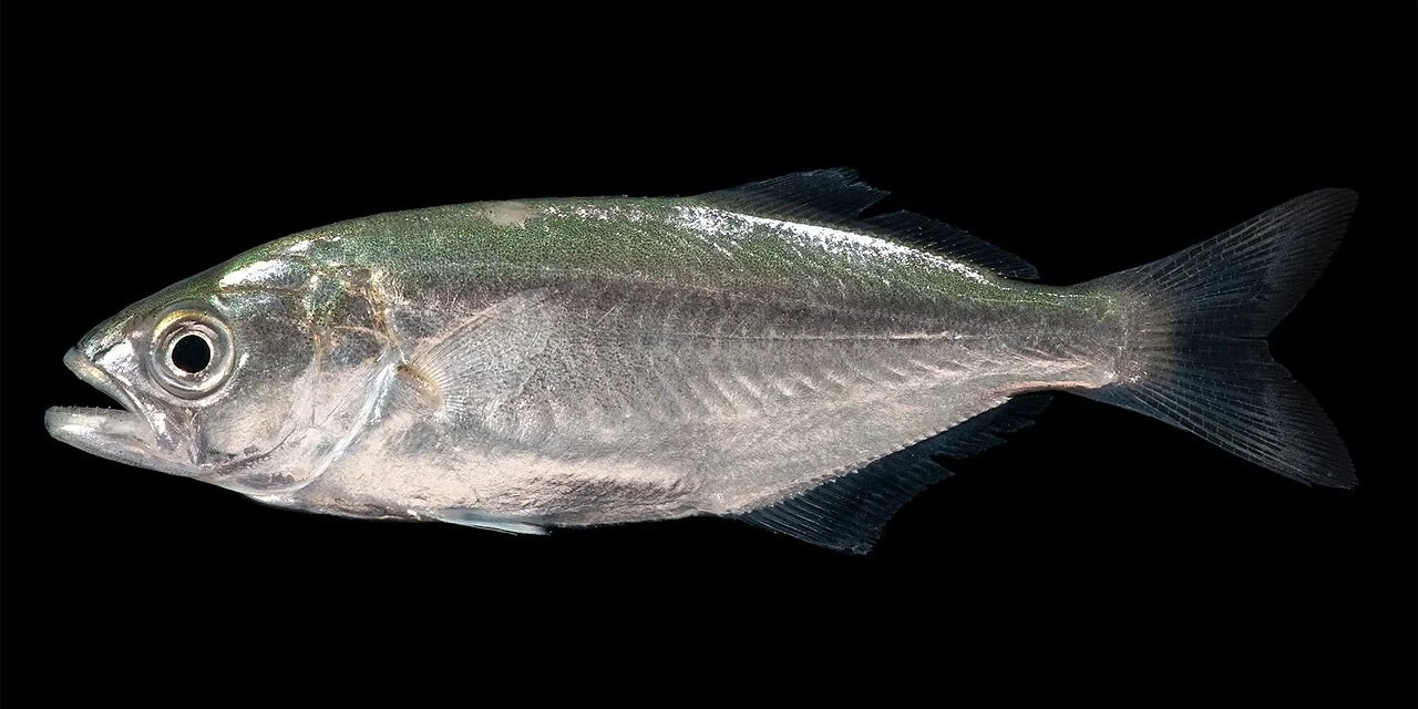 Anchoa de Banco