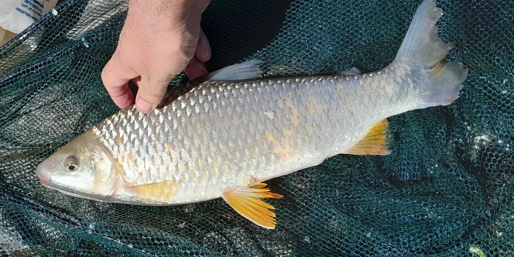 Boga