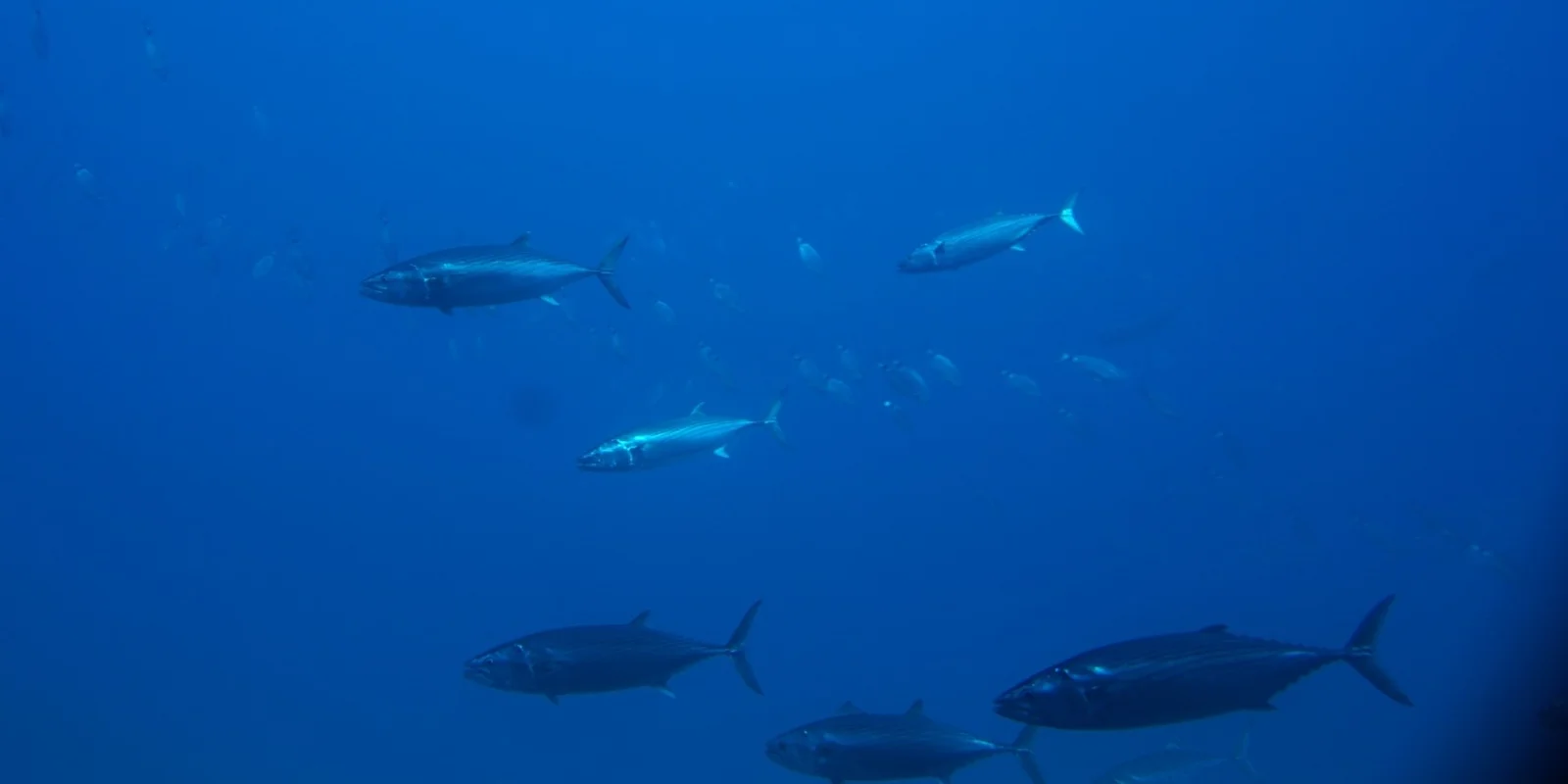 Bonito