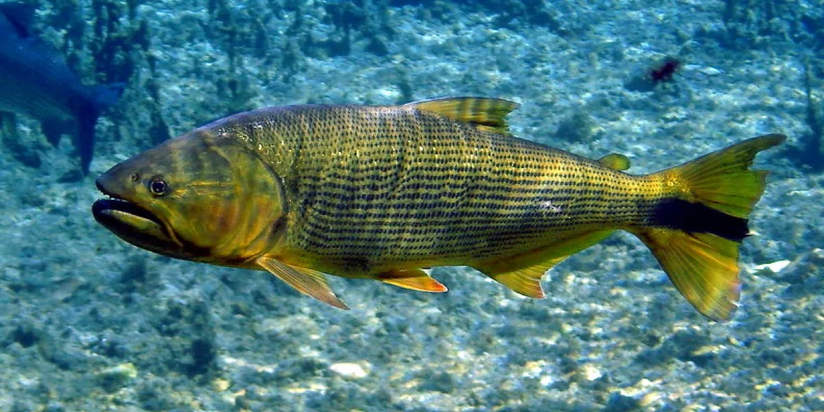 Dorado