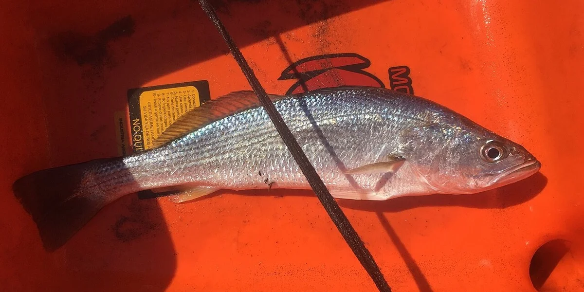 Pescadilla
