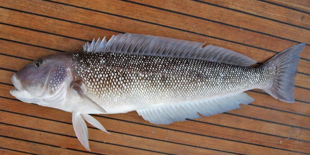 Salmón de Mar