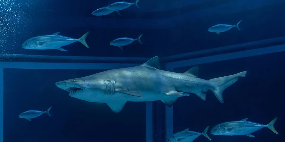 Tiburón
