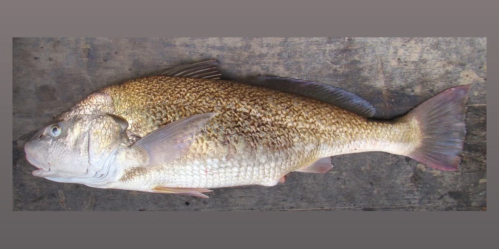 Corvina Rubia