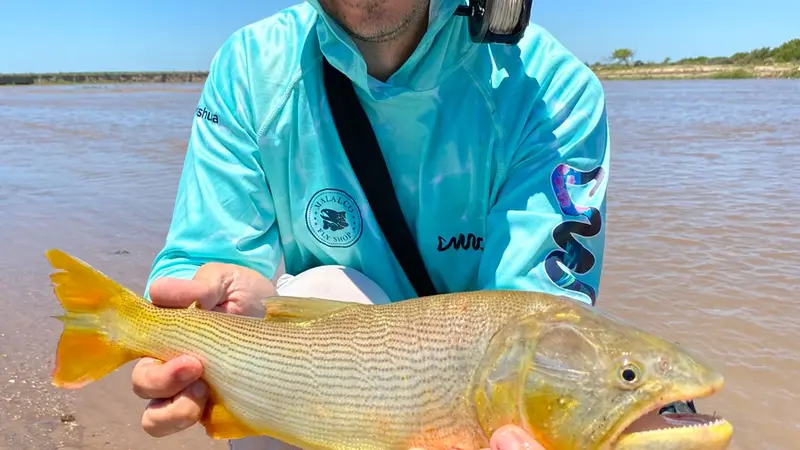 Dorado