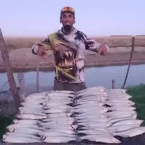 Corvina Rubia