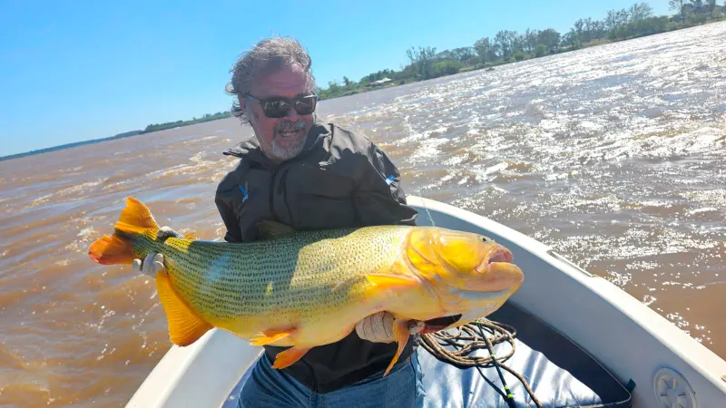 Dorado