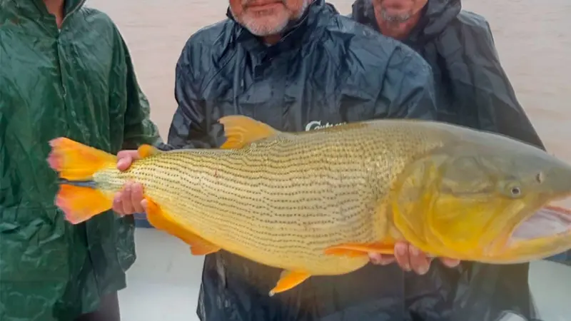 Dorado
