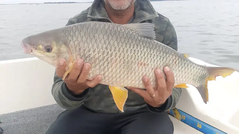 Surubí Atigrado