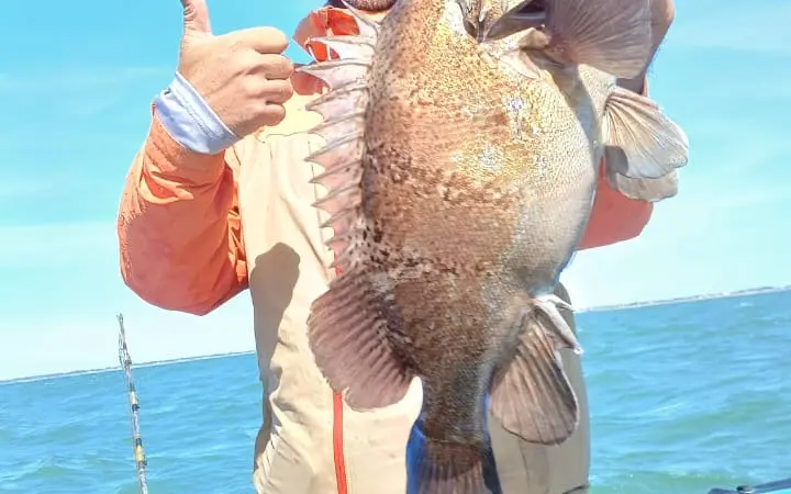 Corvina Rubia