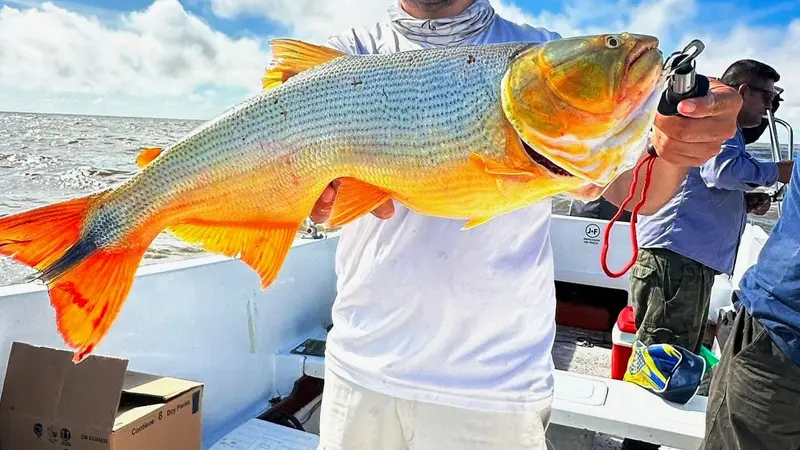 Corvina Rubia