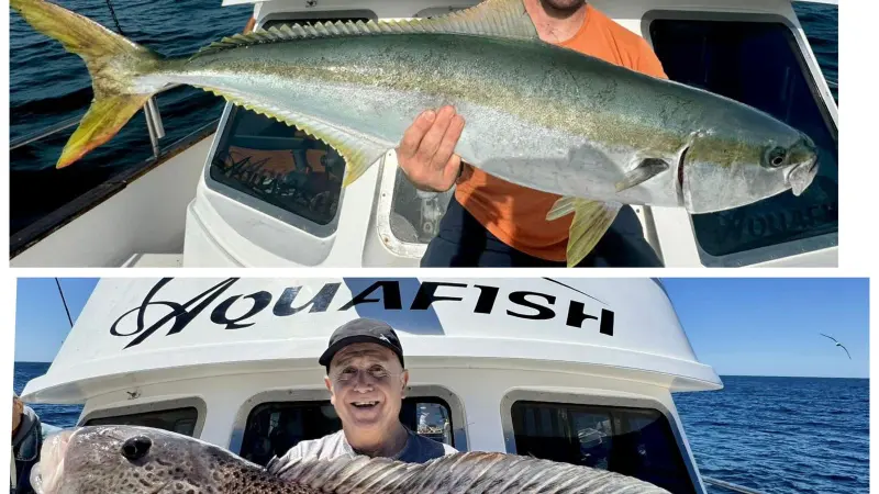 Corvina Rubia