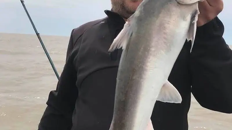 Dorado