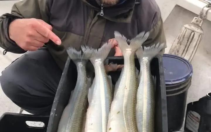 Boga