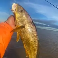 Corvina Rubia