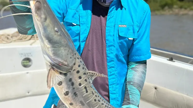Dorado
