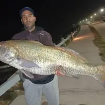 Corvina Negra