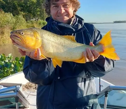 Dorado